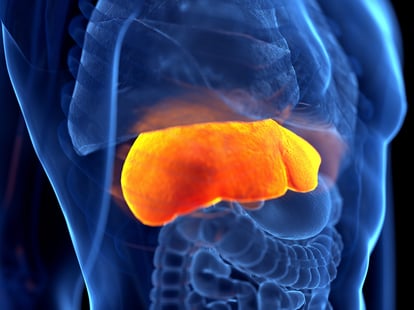 An illustration of a human liver highlighted in orange inside a transparent body