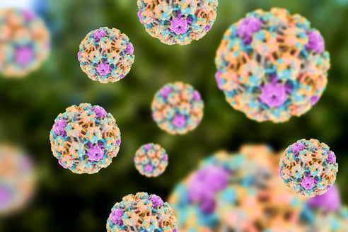 An illustration of the human papillomavirus as seen under a microscope