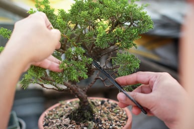 Person trimming a bonsai tree
