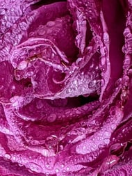 macro photo of exquisite pink flower with drops of water on the petals